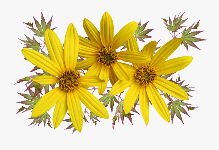Daisies, Flowers, Leaves, Arrangement - Stokrotki Png Pixabay, Transparent Clipart