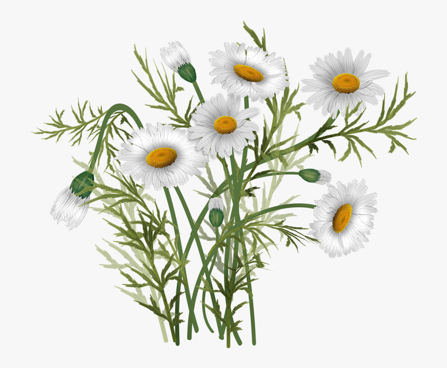 Vector Bouquet Daisies - Ромашки Картинка Png На Прозрачном Фоне, Transparent Clipart