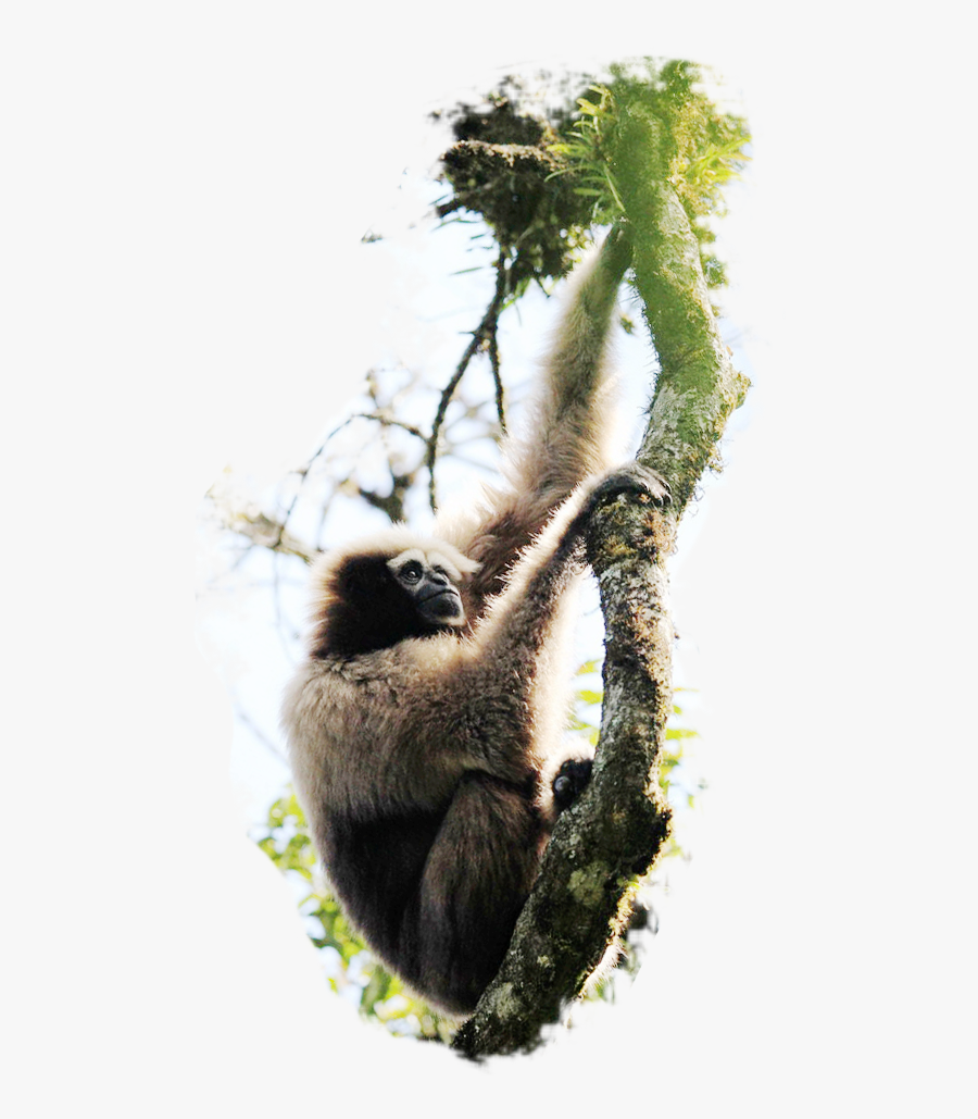Gibbon, Transparent Clipart