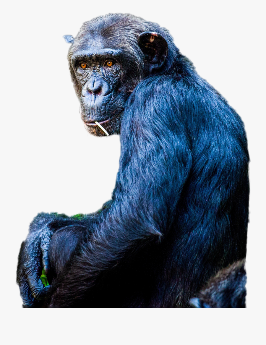 Chimpanzee Png Image - Portable Network Graphics, Transparent Clipart