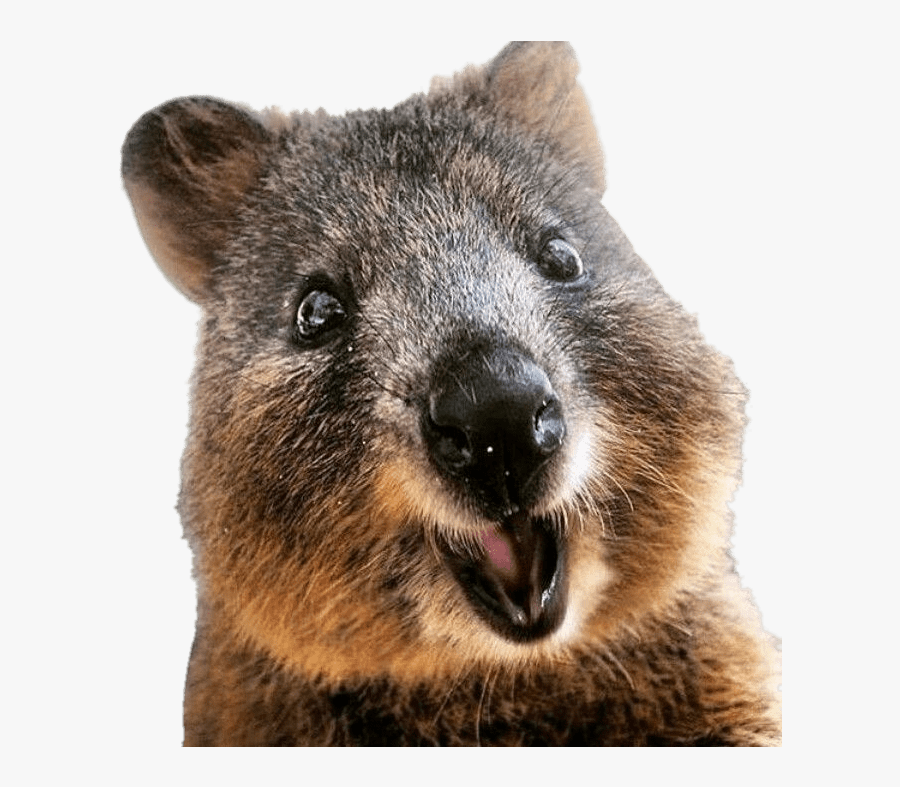 Quokka Close Up - Quokka Png, Transparent Clipart