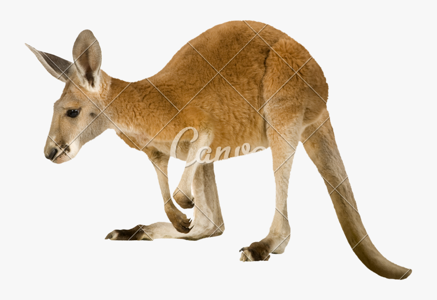 Clip Art Pictures Of Marsupial Animals - Como Se Dice Canguro En Inglés, Transparent Clipart