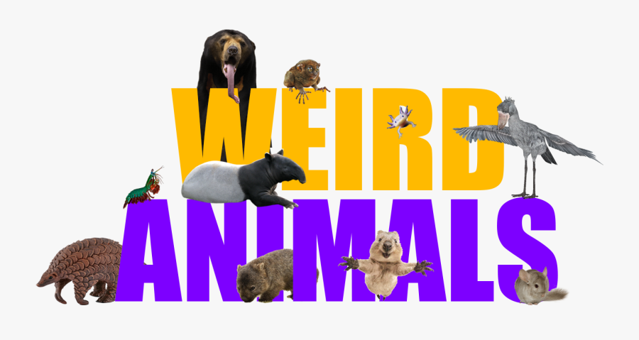 Transparent Quokka Png - Brown Bear, Transparent Clipart