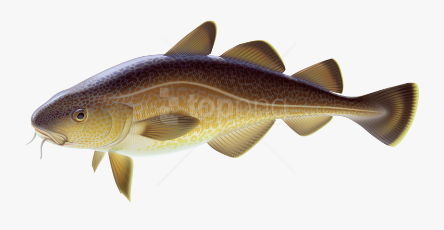 Download Fish Clipart Photo Transparent Background - Carp Fish Png, Transparent Clipart