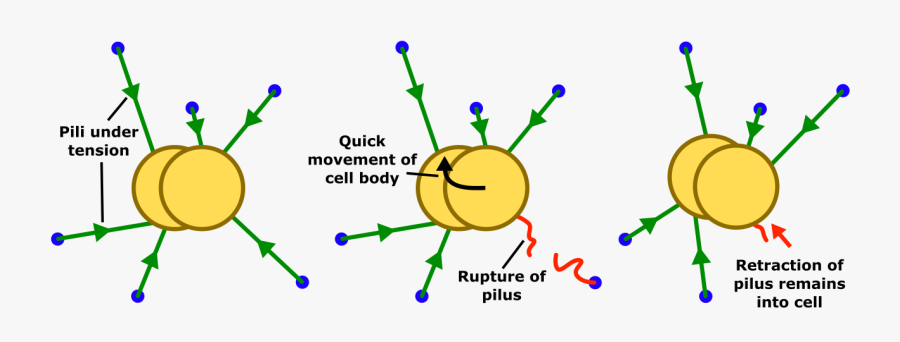 Transparent Tug Of War Png - Twitching Motility Bacteria, Transparent Clipart