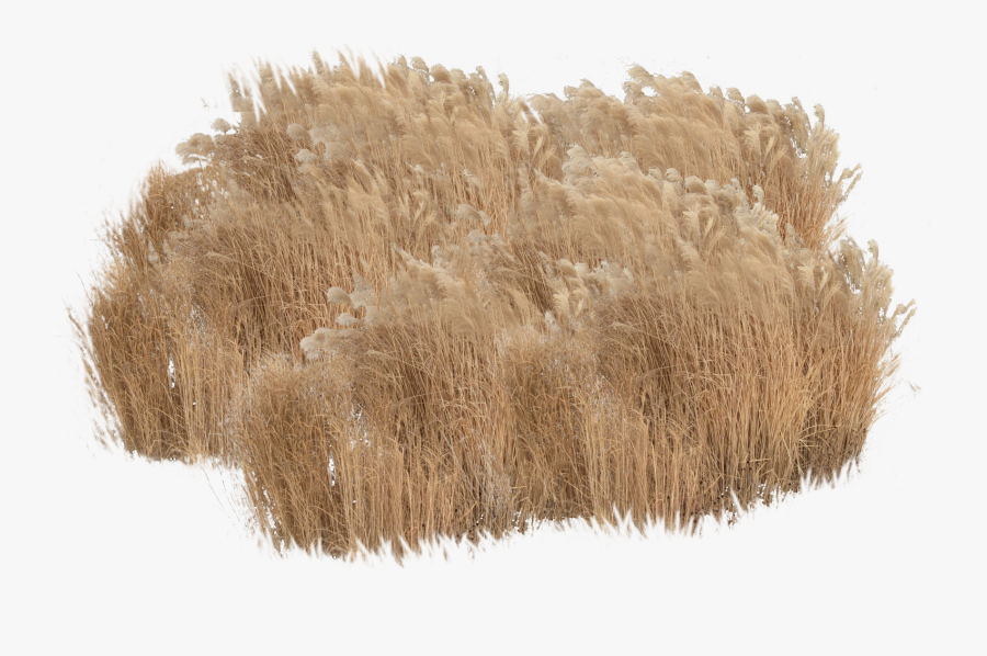 Rendering, Transparent Clipart