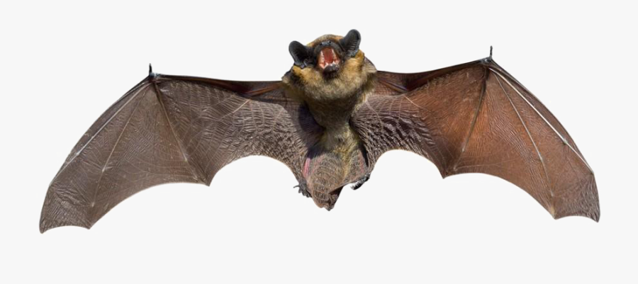 Real Bat Png Background Image - Bat Png, Transparent Clipart