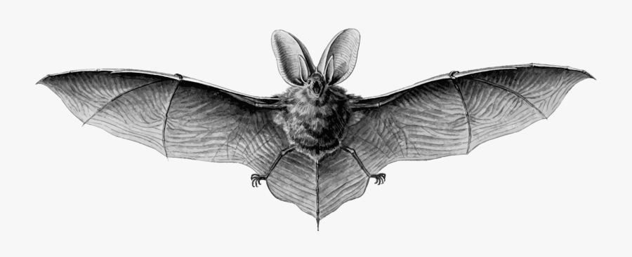 Photography - Northern Long Eared Bat Hanging, Transparent Clipart