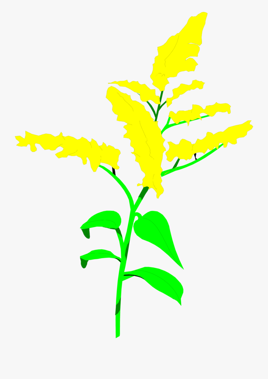 Goldenrod Clipart - Goldenrod Flower Clipart Transparent, Transparent Clipart