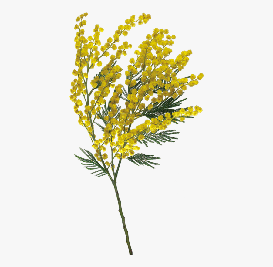 Transparent Goldenrod Clipart - Goldenrod Png, Transparent Clipart
