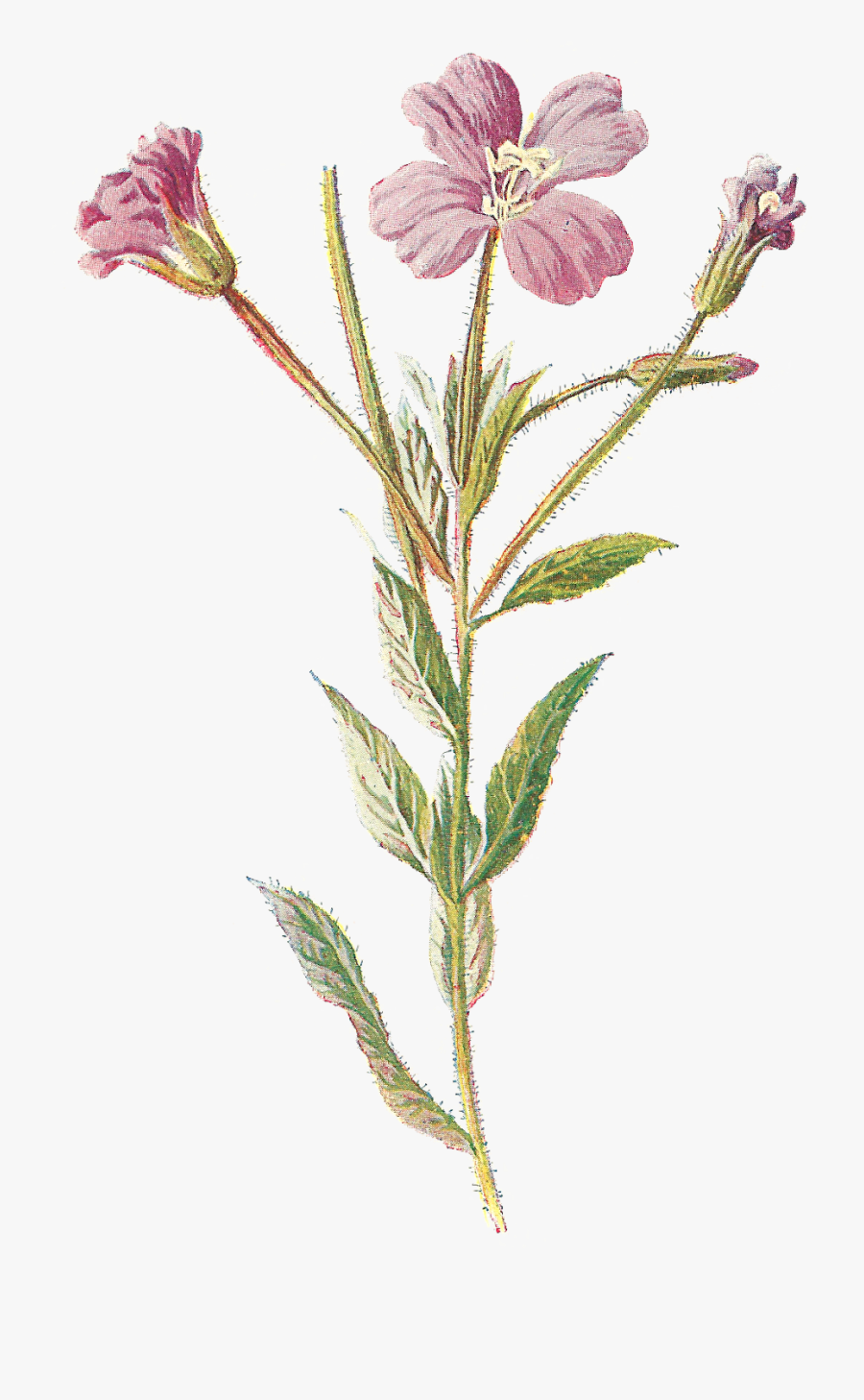 Transparent Goldenrod Flower Clipart, Transparent Clipart