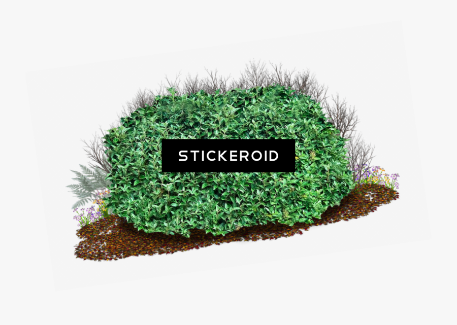 Flower Bush Png - Shrub Clipart, Transparent Clipart