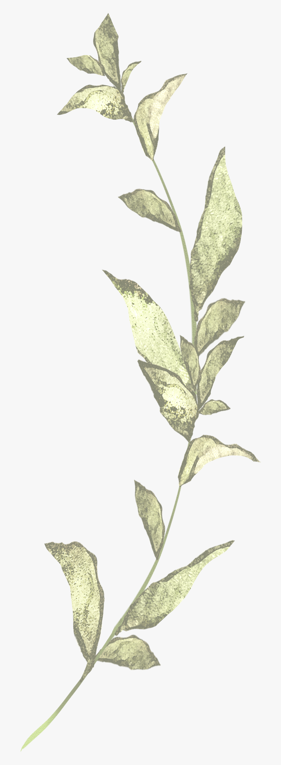 Buttonbush, Transparent Clipart