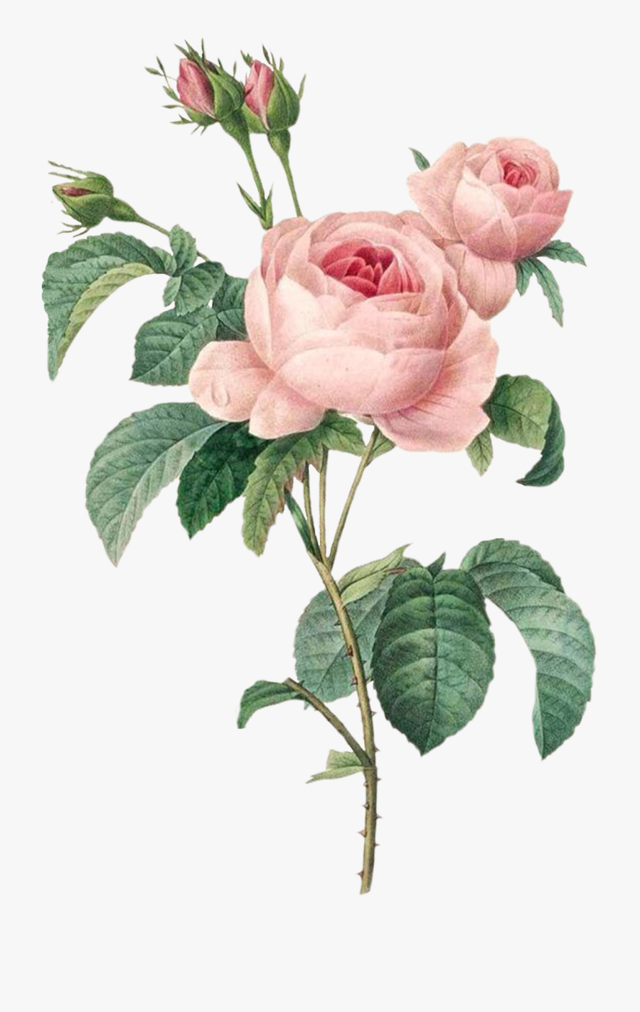 Pierre Joseph Redoute Roses, Transparent Clipart