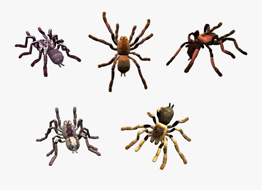 Spider, Transparent Clipart