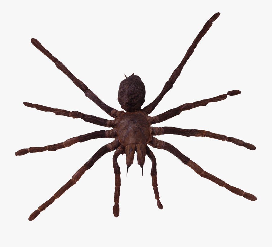 Spider Png Image - Spider Png, Transparent Clipart