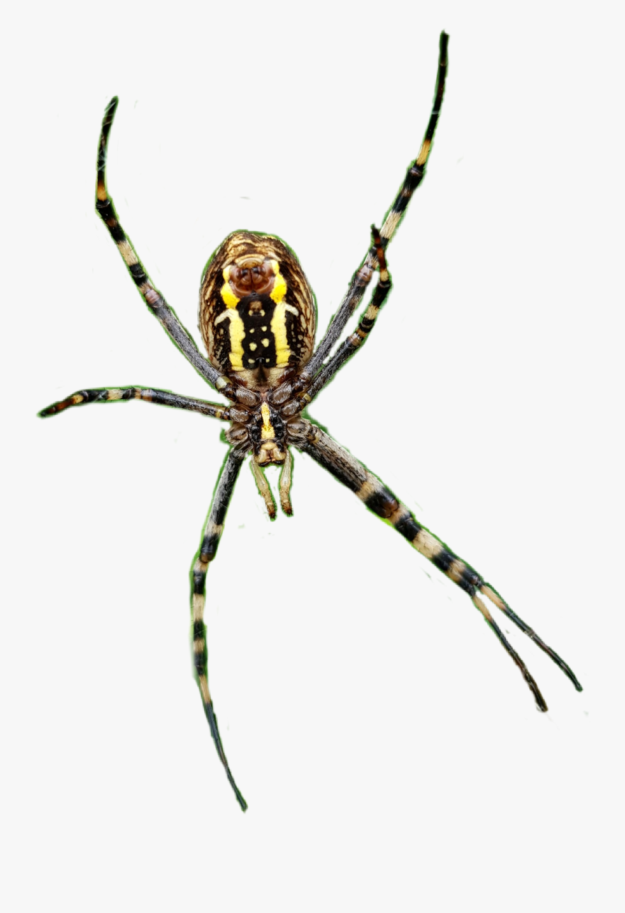 #spider #spiders #spiderweb #legs #insects #scary #creepy - Yellow Garden Spider, Transparent Clipart