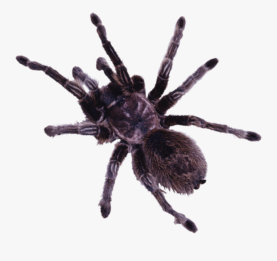 Tarantula Png, Transparent Clipart