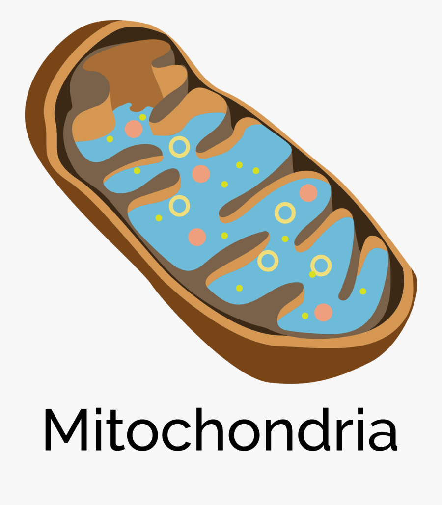 Illustration, Transparent Clipart