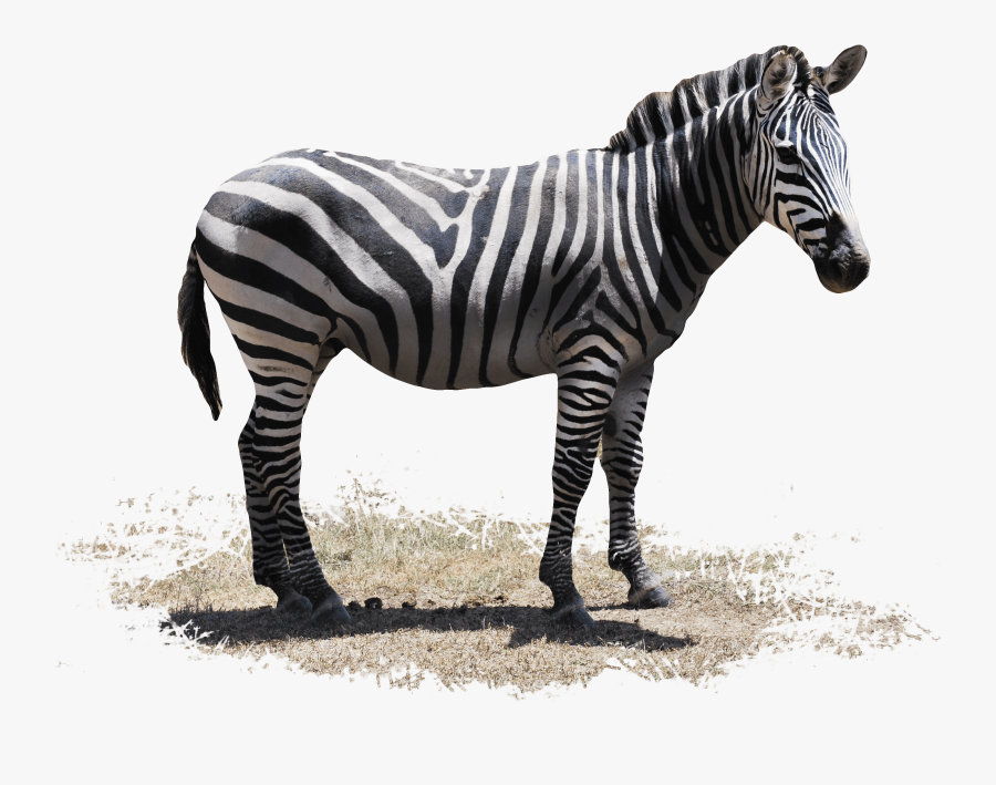 Clip Art Airboat Black And White Clipart - Wild Animal, Transparent Clipart