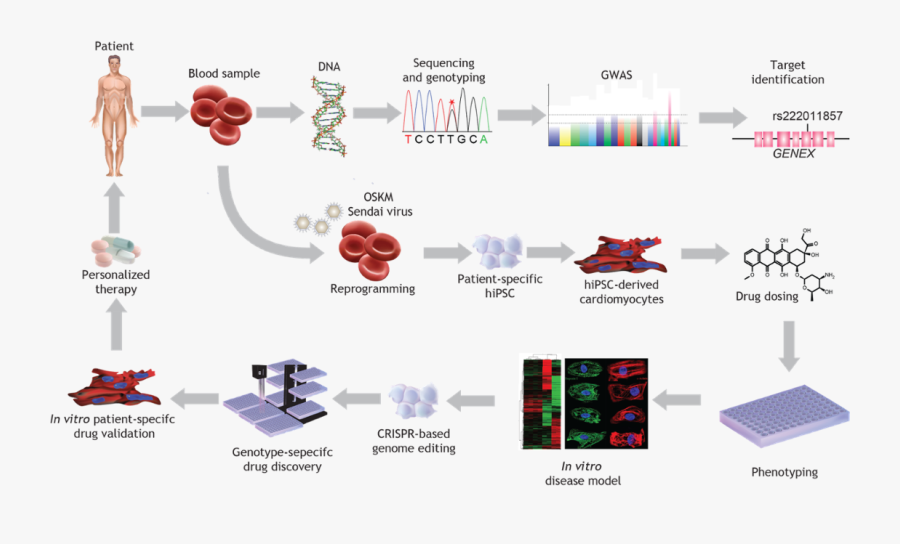 Research Paul Burridge Lab - Cardiomyocytes And Drug Discovery, Transparent Clipart