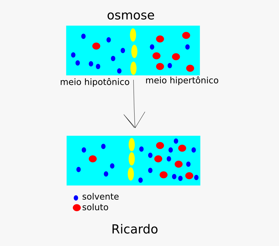 Diffusion Clip Art Moleculas - Osmosis And Diffusion Drawing, Transparent Clipart