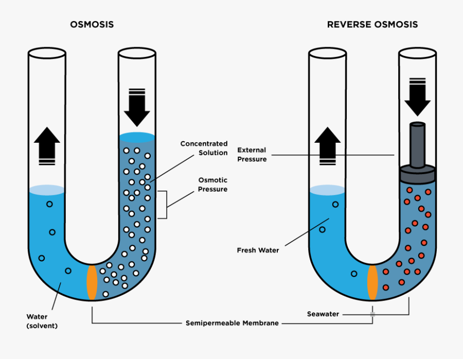 Que Consiste La Ósmosis, Transparent Clipart