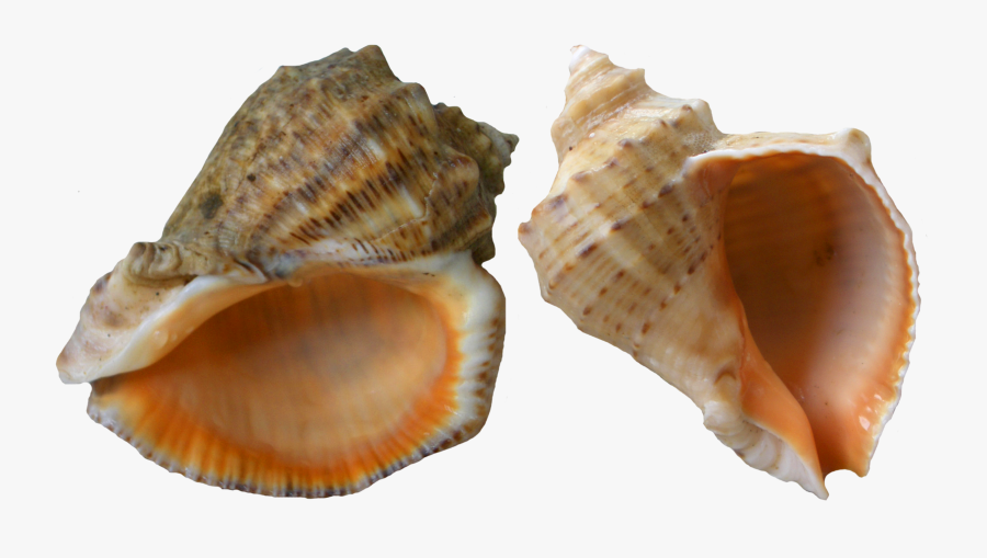 Transparent Conch Png - Whelk Transparent Background, Transparent Clipart