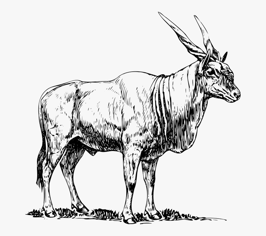 Eland, Standing, Horns, Animal, Mammal, Africa - Eland Clipart, Transparent Clipart