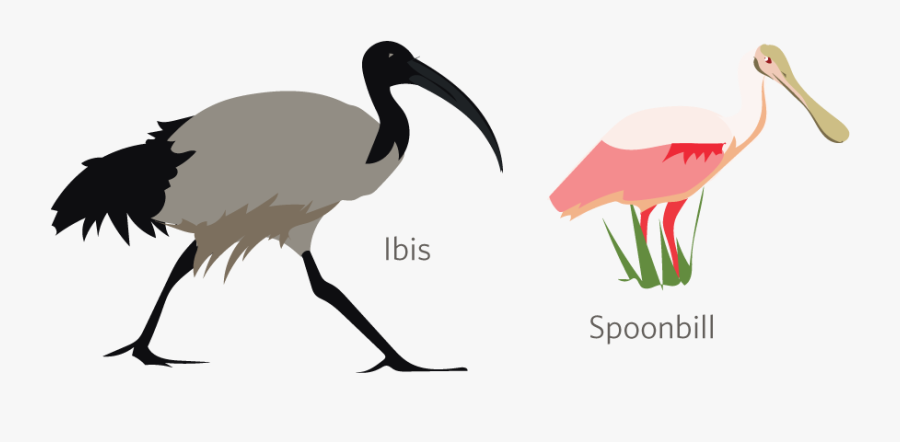 Ibis, Transparent Clipart