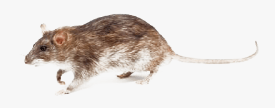 Transparent Rats Clipart - Types Of Rats In Tennessee, Transparent Clipart