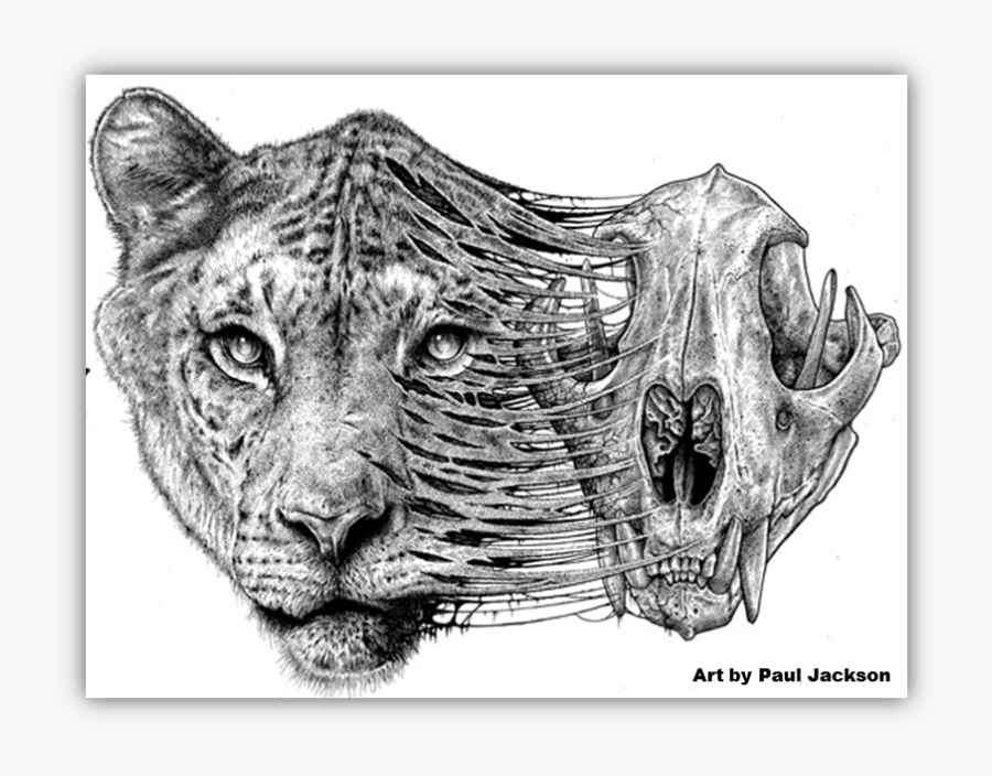 Revenge Drawing Jaws - Paul Jackson Art Work, Transparent Clipart