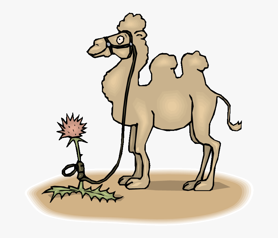 Tied Up Camel - Fabula El Camello Bailarin, Transparent Clipart