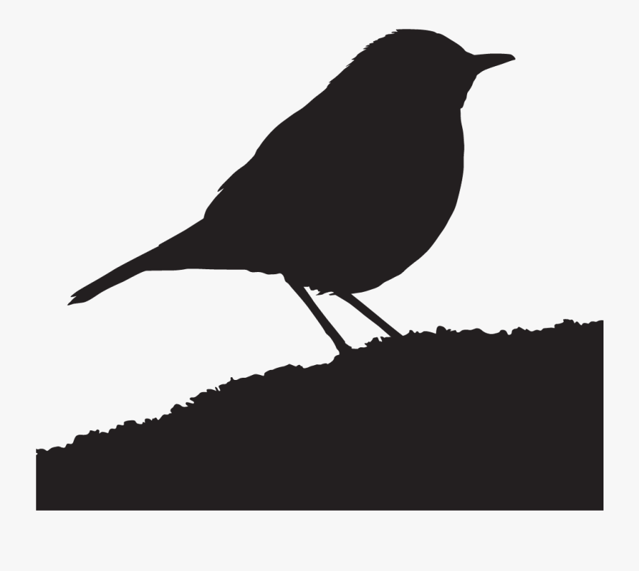 Old World Flycatcher, Transparent Clipart