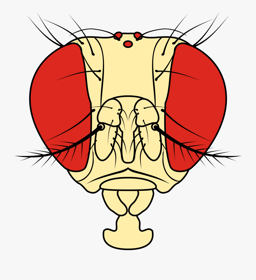 Drosophila Melanogaster Head Anatomy Clipart , Png - Drosophila Melanogaster Head Cartoon, Transparent Clipart