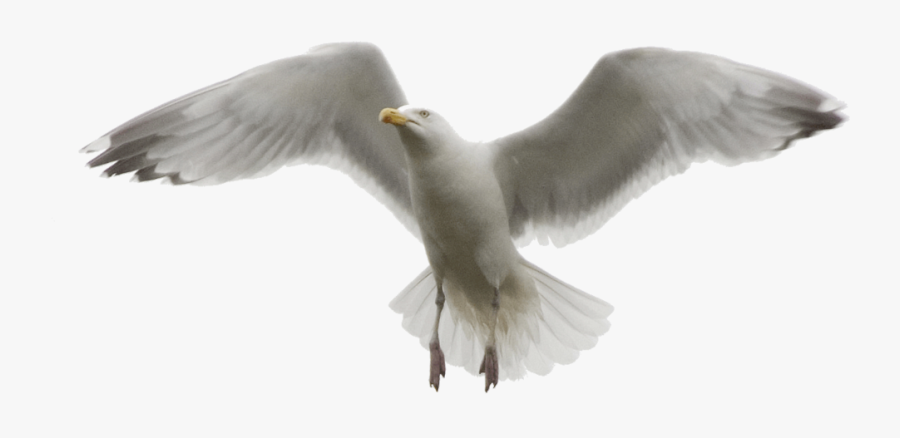 Gulls Bird Photo Manipulation - Seagull Png, Transparent Clipart