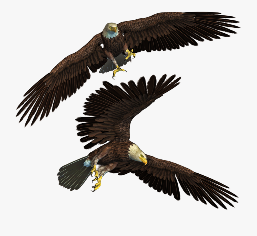 Eagles Png Png, Transparent Clipart