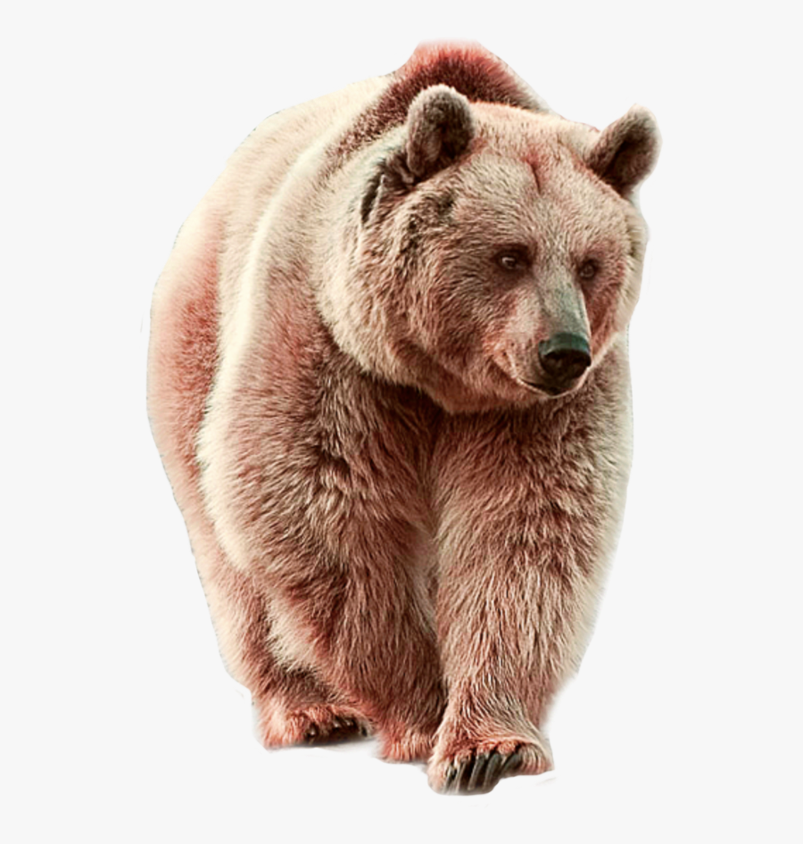 Grey bear. Grey bear