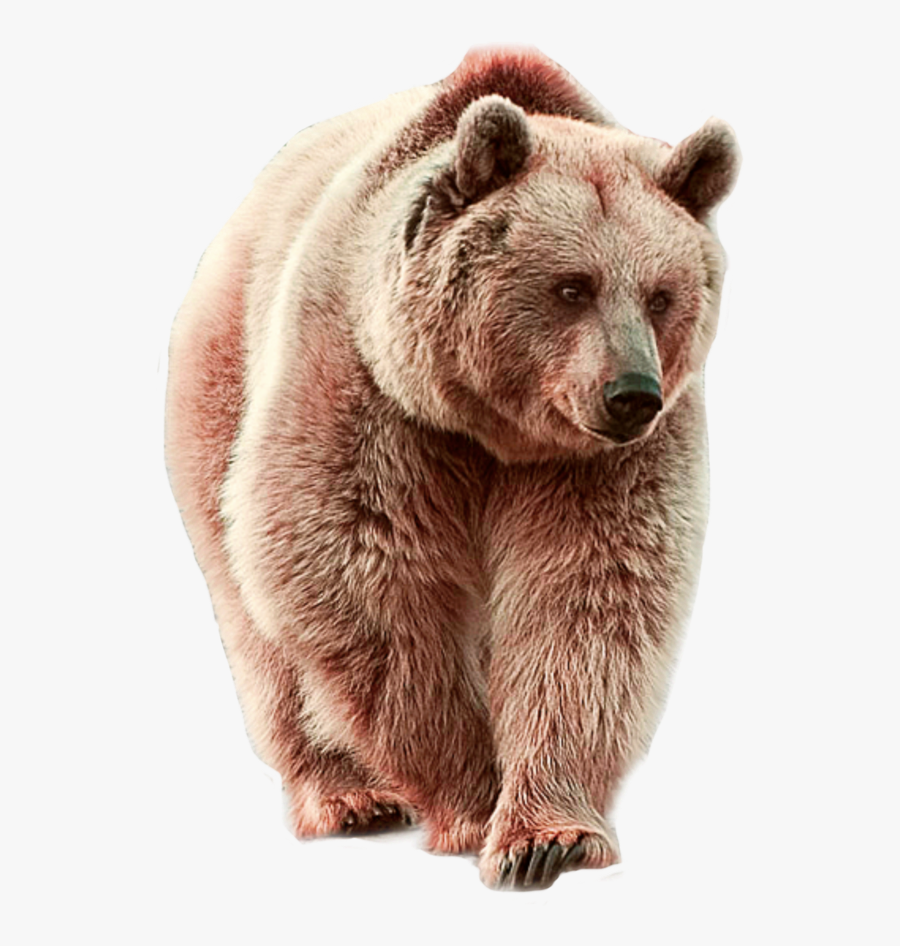 Transparent Forest Fire Clipart - Bear Walking Png, Transparent Clipart