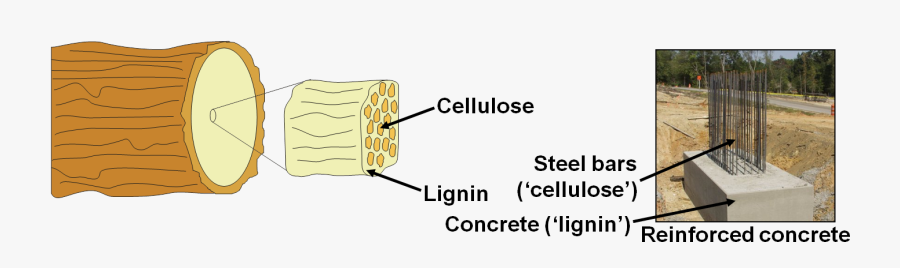 Lignin Matrix Of Wood, Transparent Clipart