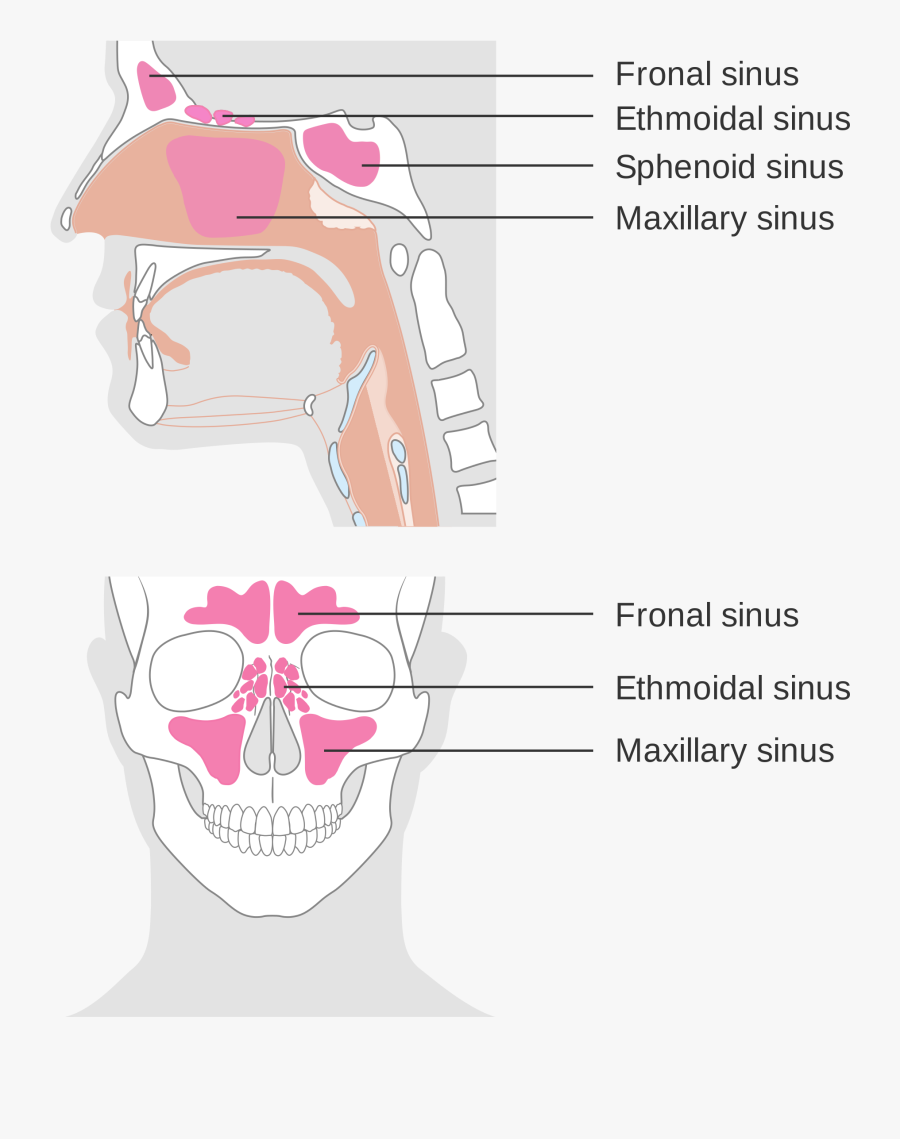 Clip Art File Showing The Position - Paranasal Sinuses, Transparent Clipart
