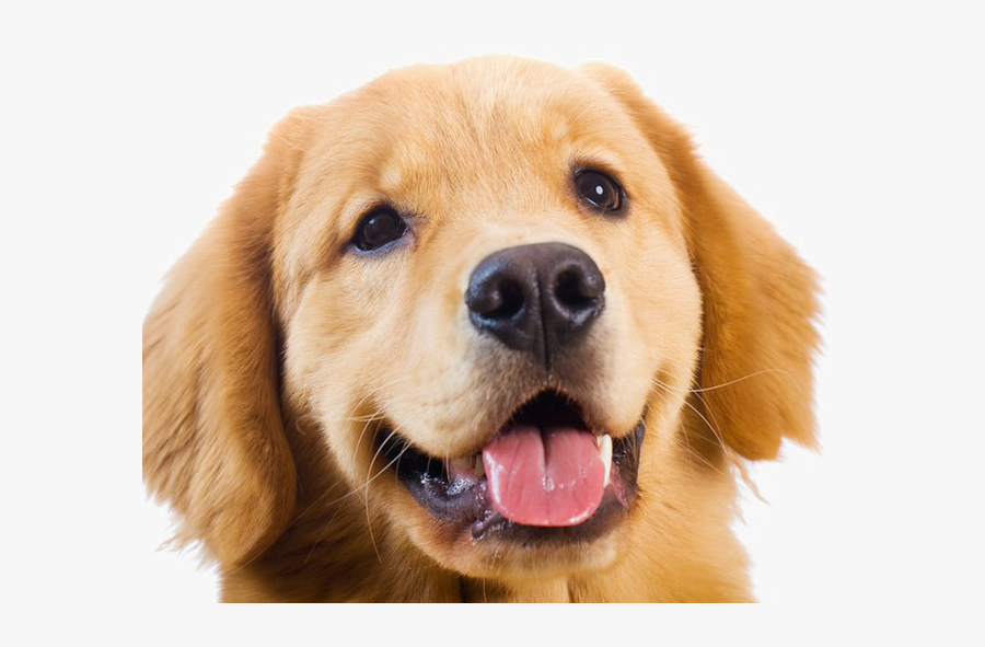 Dog Golden Retriever Png, Transparent Clipart
