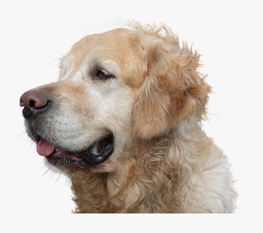 Dog Png Golden Retriever, Transparent Clipart