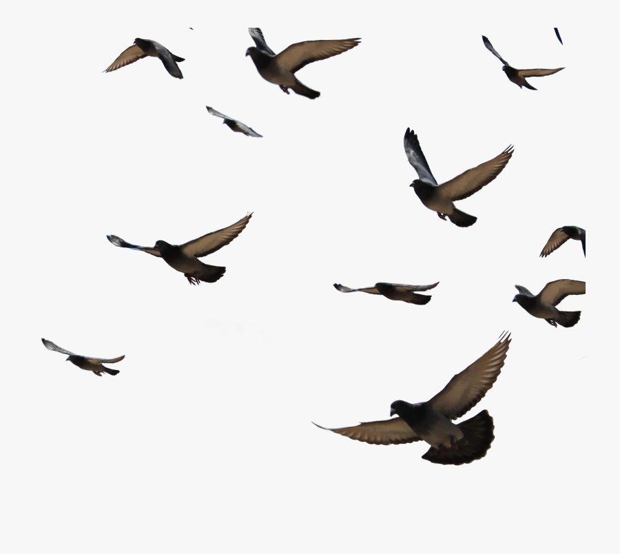 Goose Transparent Flock Dove - Transparent Background Pigeon Flying Png, Transparent Clipart