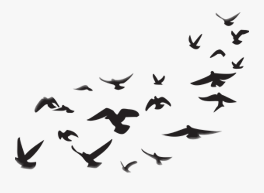 #birds #tumblr #png #migration #sticker - Picsart Png Stickers, Transparent Clipart