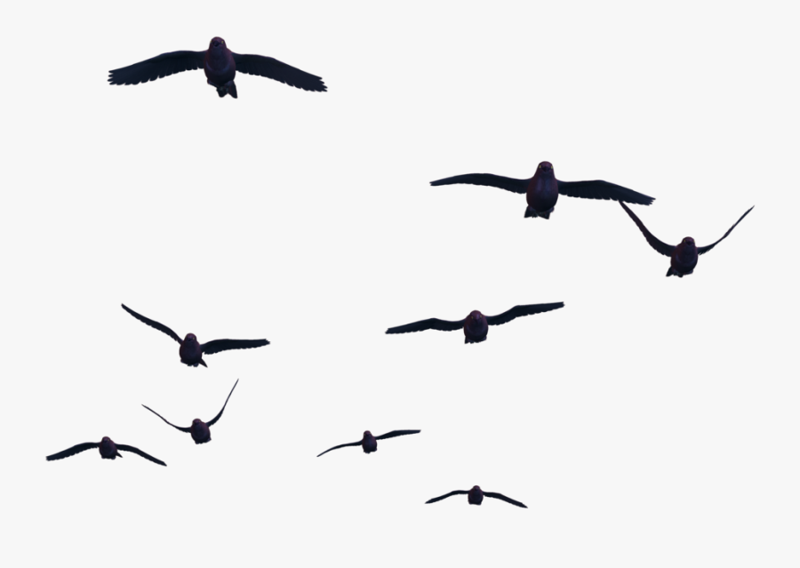 Birds Png Images Free Download Birds Png Palm Tree - Birds Png For Photoshop, Transparent Clipart