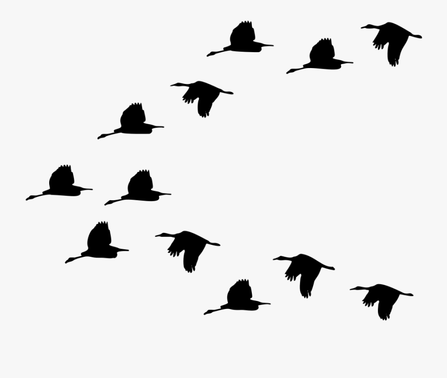 Duck Bird Migration Goose Mallard - Goose Gif Png, Transparent Clipart