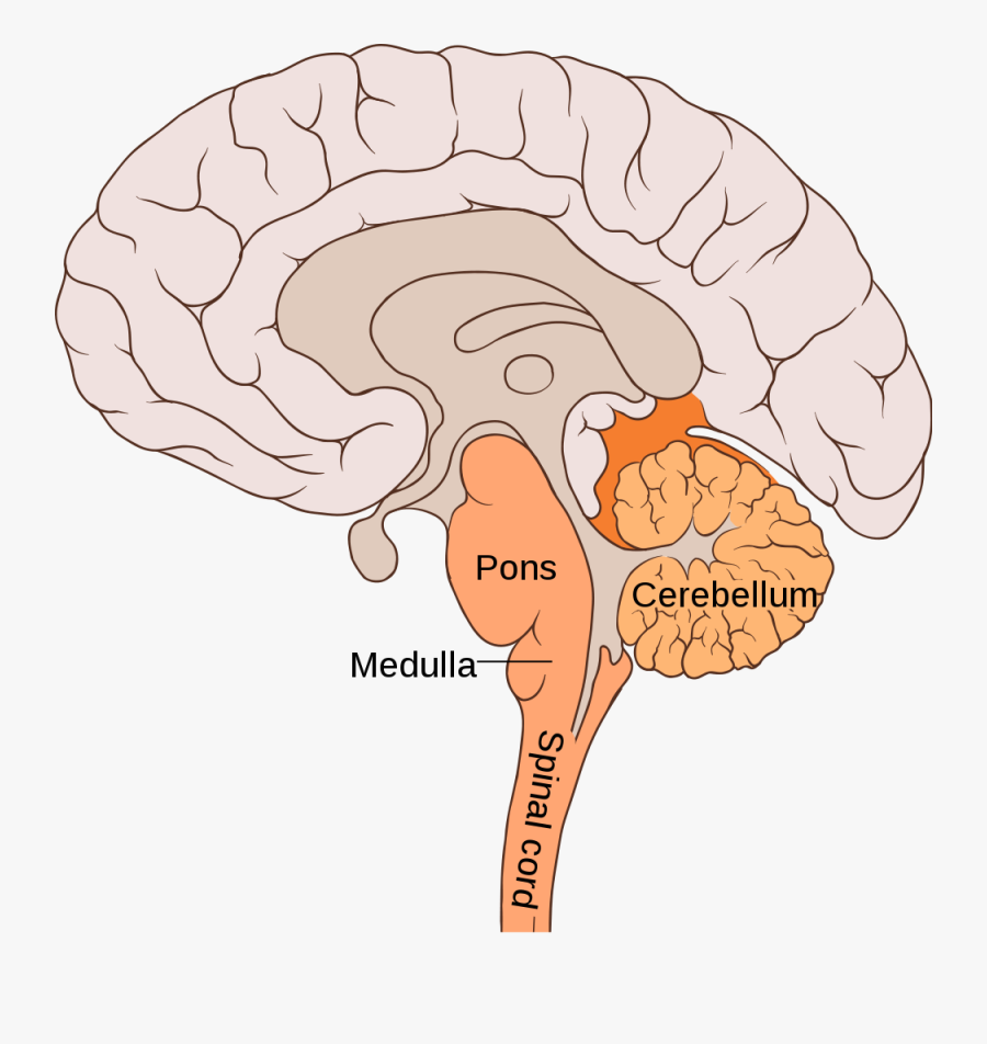 Clip Art Midbrain Cross Section - Pons Function, Transparent Clipart