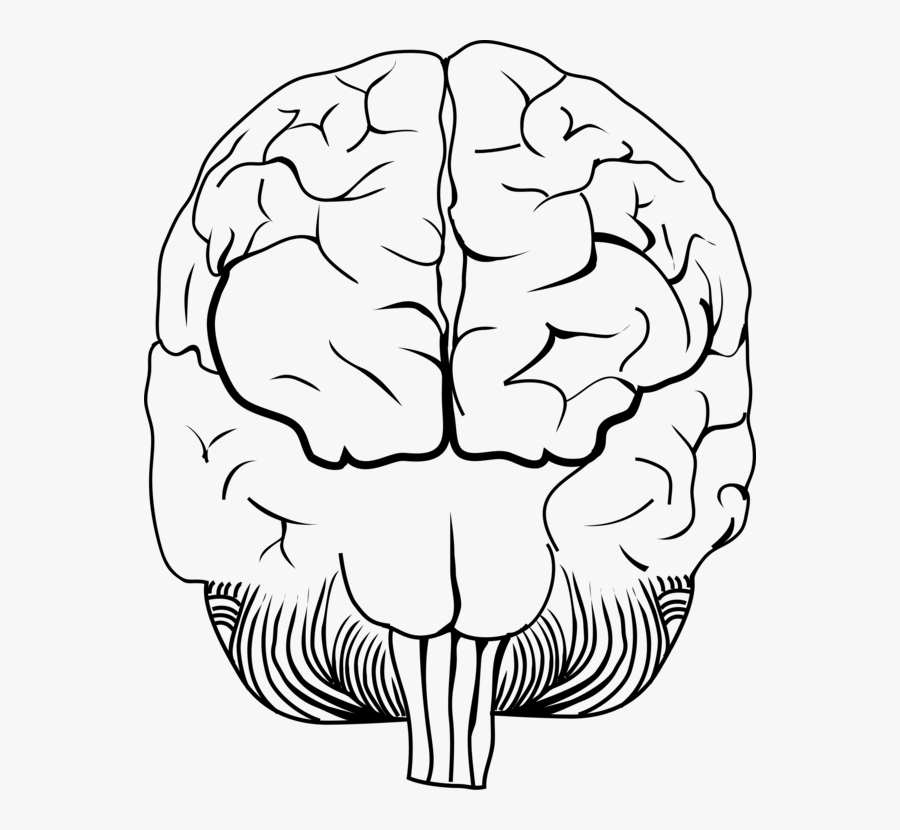 Line Art,plant Stem,white - Illustration, Transparent Clipart