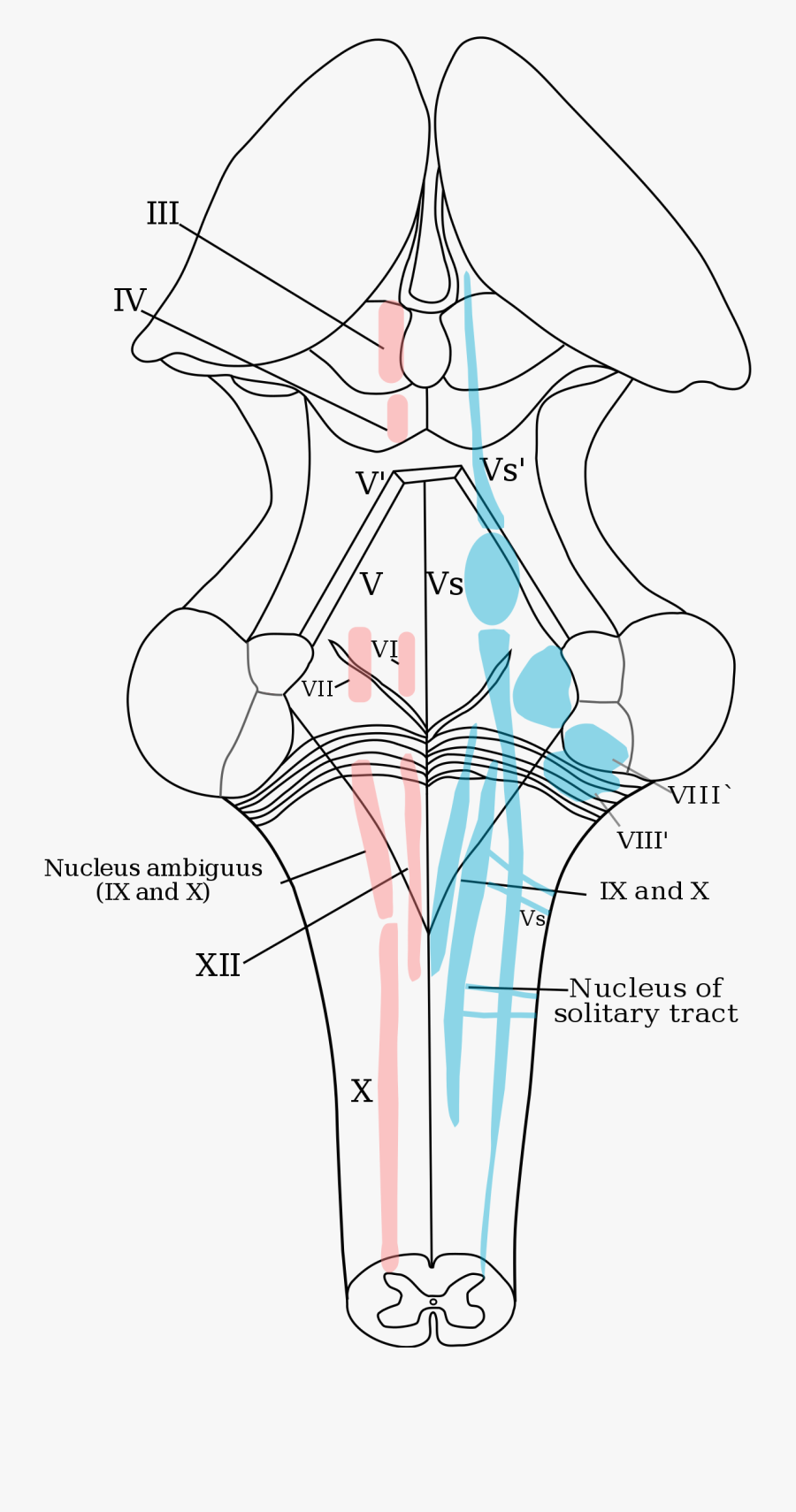 Cranial Nerves Clipart - Solitary Nucleus, Transparent Clipart